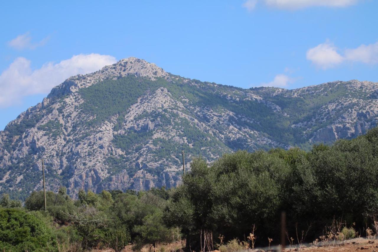 Su Saucu Villa Dorgali Exterior photo